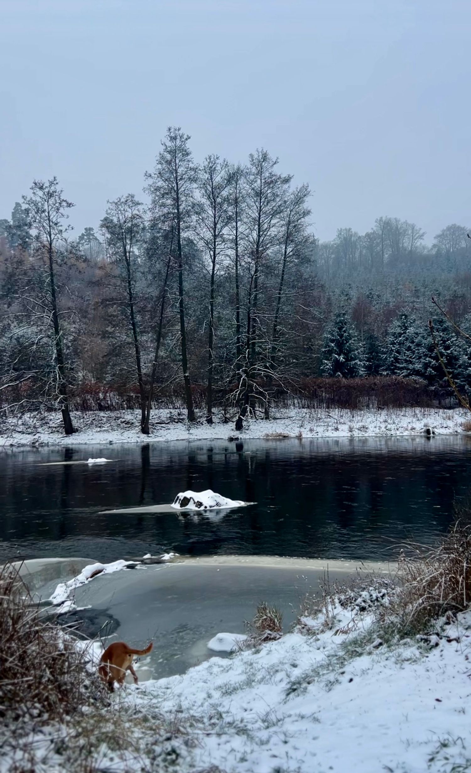 Tinyhouse u řeky zimní krajina